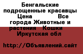 Бенгальские подрощенные красавцы. › Цена ­ 20 000 - Все города Животные и растения » Кошки   . Иркутская обл.